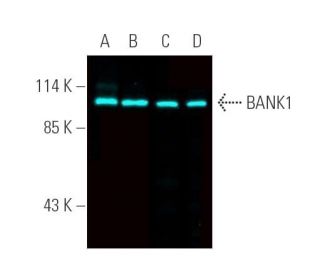 BANK1 Antibody (F-8) - Western Blotting - Image 390863