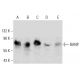 BANP Antibody (1524CT337.6.32) - Western Blotting - Image 384538 