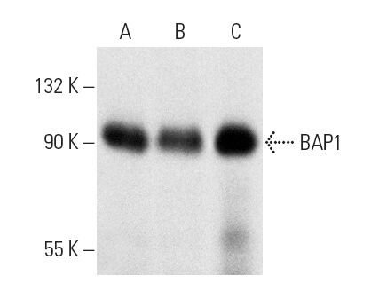 BAP1 Antibody 3C11 SCBT Santa Cruz Biotechnology