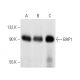 BAP1 Antibody (3C11) - Western Blotting - Image 364 