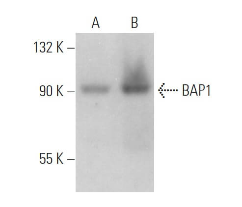 BAP1 Antibody 3C11 SCBT Santa Cruz Biotechnology