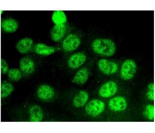 BAP1 Antibody C 4 SCBT Santa Cruz Biotechnology