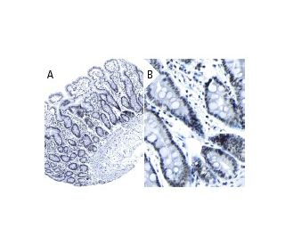 BAP1 Antibody C 4 SCBT Santa Cruz Biotechnology