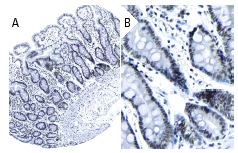 BAP1 Antibody C 4 SCBT Santa Cruz Biotechnology