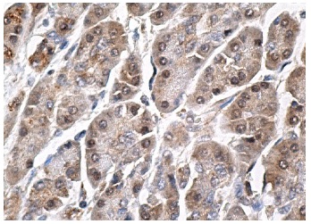BAP1 Antibody (C-4) | SCBT - Santa Cruz Biotechnology