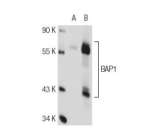 BAP1 Antibody C 4 SCBT Santa Cruz Biotechnology