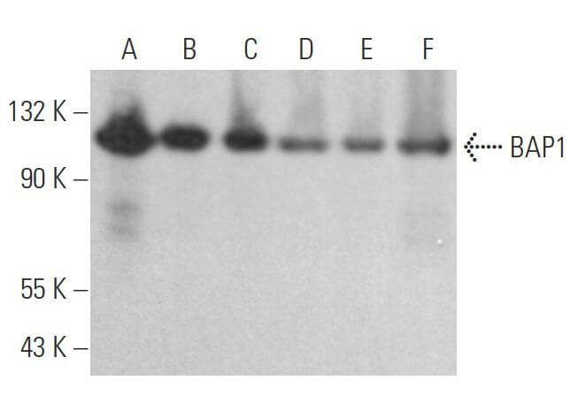 BAP1 Antibody C 4 SCBT Santa Cruz Biotechnology