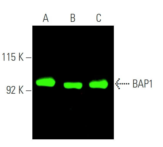 BAP1 Antibody C 4 SCBT Santa Cruz Biotechnology