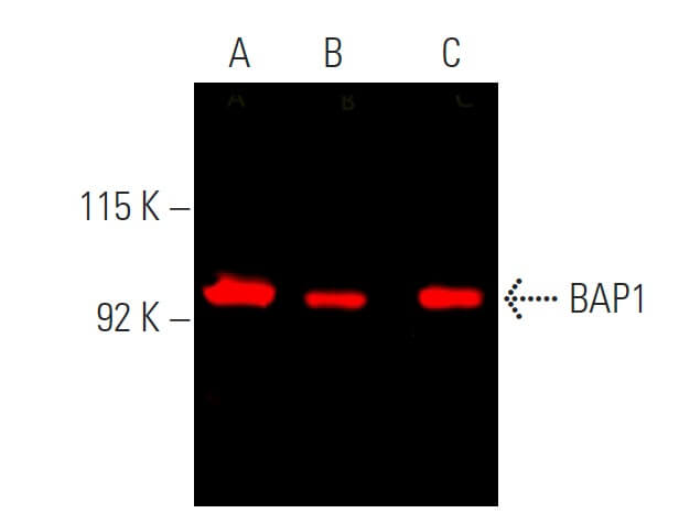 BAP1 Antibody C 4 SCBT Santa Cruz Biotechnology