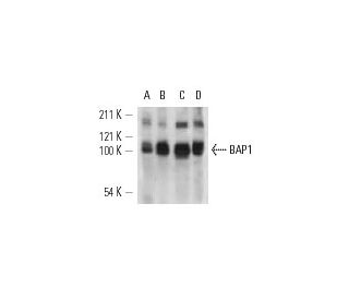 BAP1 Antibody F 6 SCBT Santa Cruz Biotechnology