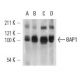 BAP1 Antibody (F-6) - Western Blotting - Image 12705 