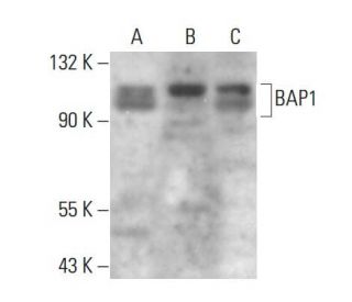 BAP1 Antibody F 6 SCBT Santa Cruz Biotechnology