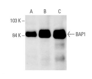 BAP1 Antibody (C-4) - Western Blotting - Image 9541The Double Nickase Plasmid features a U6 promoter for sgRNA expression, a 20 nt targeting sequence, and a gRNA scaffold to guide Cas9n. It includes a CBh promoter for Cas9n (D10A) and puromycin resistance, GFP for transfection verification, and nuclear localization signals (NLS). The 2A peptide allows co-expression of Cas9n and Puro from a single promoter, enabling precise genome editing with reduced off-target effects.