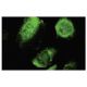 BAP29 Antibody (W352) - Immunofluorescence - Image 35853