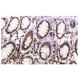BAP29 Antibody (W352) - Immunohistochemistry - Image 36342 