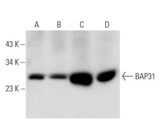 BAP31 Antibody (B-10) - Western Blotting - Image 139427 