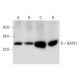 BAP31 Antibody (B-10) - Western Blotting - Image 139427 