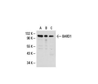western blotting image from recommended BARD1 (E-11) monoclonal antibody replacement. Image 20469