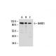 western blotting image from recommended BARD1 (E-11) monoclonal antibody replacement. Image 20469