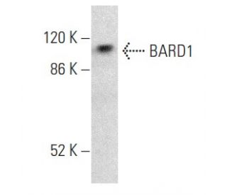 BARD1 Antibody (E-11) - Western Blotting - Image 355219