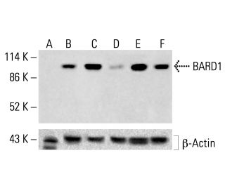 BARD1 Antibody (E-11) - Western Blotting - Image 412682
