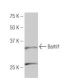 Barhl1 Antibody (KA.25) - Western Blotting - Image 53965