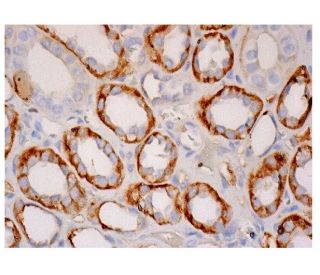 Barttin Antibody (A-3) - Immunohistochemistry - Image 285747 