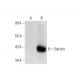 Barttin Antibody (A-3) - Western Blotting - Image 138455
