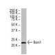 Barx1 Antibody (392.8) - Western Blotting - Image 33605 