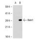 Barx1 Antibody (392.8) - Western Blotting - Image 39368 