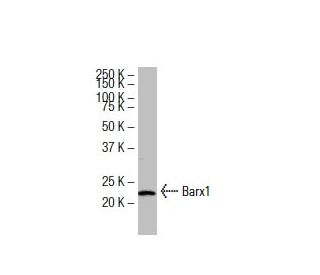 Barx1 Antibody (392.8) - Western Blotting - Image 33605Each CRISPR/Cas9 Knockout (KO) Plasmid product consists of a pool of 3 plasmids designed to ensure identification and cleavage of a specific gene for maximum knockout efficiency. Each plasmid encodes a unique 20 nt sequence derived from the GeCKO (v2) library.