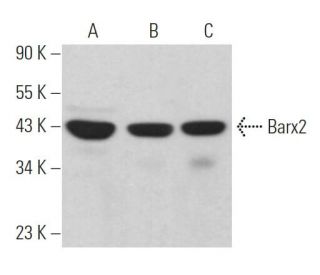 Barx2 Antibody (8A7/1) - Western Blotting - Image 371110 