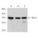 western blotting image from recommended Barx2 (8A7/1) monoclonal antibody replacement. Image 371110