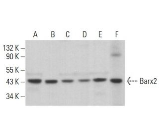 Barx2 Antibody (8A7/1) - Western Blotting - Image 377671