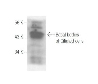 Basal bodies/ciliated cells Antibody (LhS 28) - Western Blotting - Image 14527 