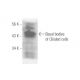 Basal bodies/ciliated cells Antibody (LhS 28) - Western Blotting - Image 14527 
