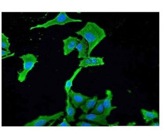 basonuclin Antibody (1F4) - Immunofluorescence - Image 351739 