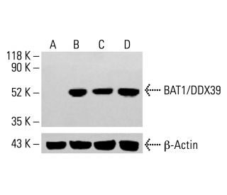 BAT1/DDX39 Antibody (H-6) - Western Blotting - Image 413982 