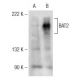 BAT2 Antibody (A-10) - Western Blotting - Image 146631