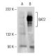 BAT2 Antibody (A-10) - Western Blotting - Image 146633 