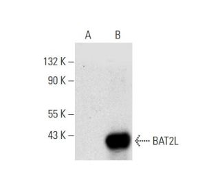 BAT2L Antibody (D-2) - Western Blotting - Image 296972