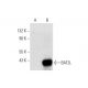 BAT2L Antibody (D-2) - Western Blotting - Image 296972