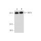 BAT4 Antibody (F-12) - Western Blotting - Image 333670 