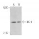 BAT4 Antibody (F-12) - Western Blotting - Image 368943