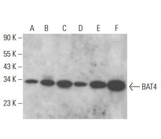 BAT4 Antibody (F-12) - Western Blotting - Image 385299 