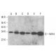 BAT4 Antibody (F-12) - Western Blotting - Image 385299 