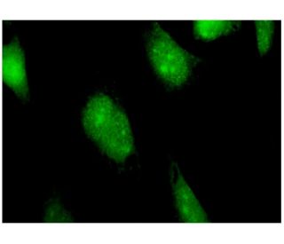 BATF2 Antibody (1B11) - Immunofluorescence - Image 346154 