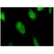 BATF2 Antibody (1B11) - Immunofluorescence - Image 346154 