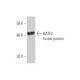 BATF2 Antibody (1B11) - Western Blotting - Image 350327