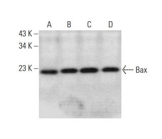 Bax Antibody (6A7) - Western Blotting - Image 348902 